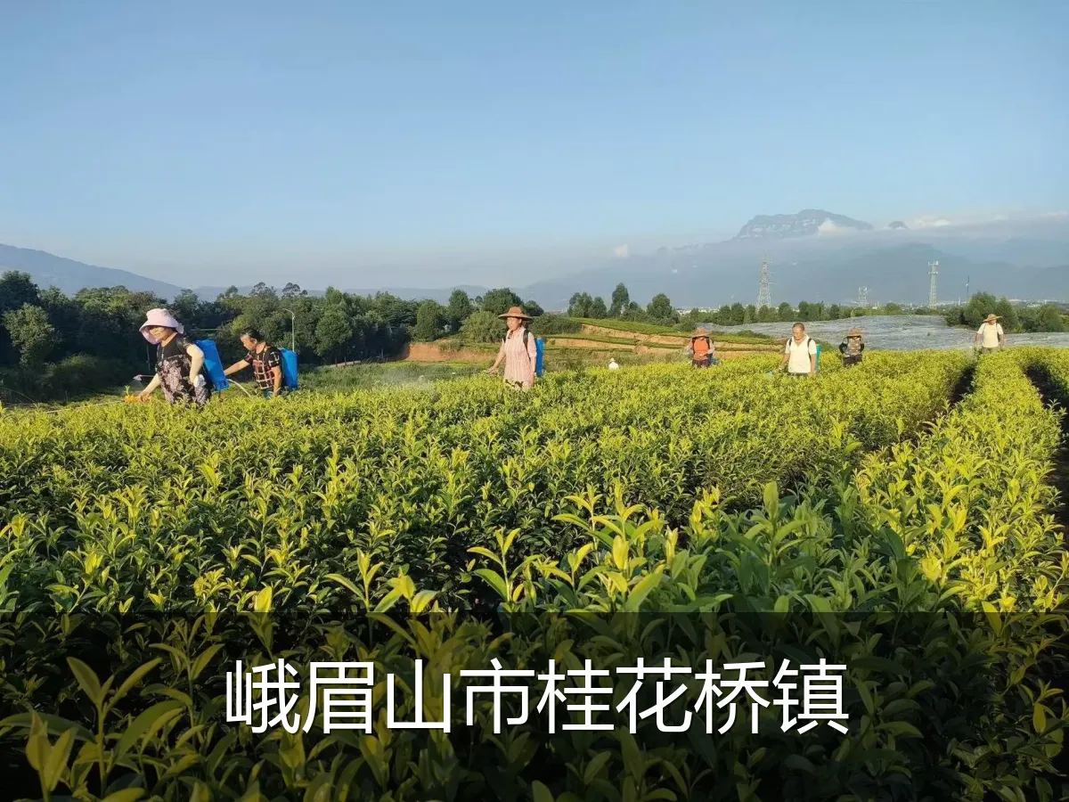 峨眉山市桂花桥镇